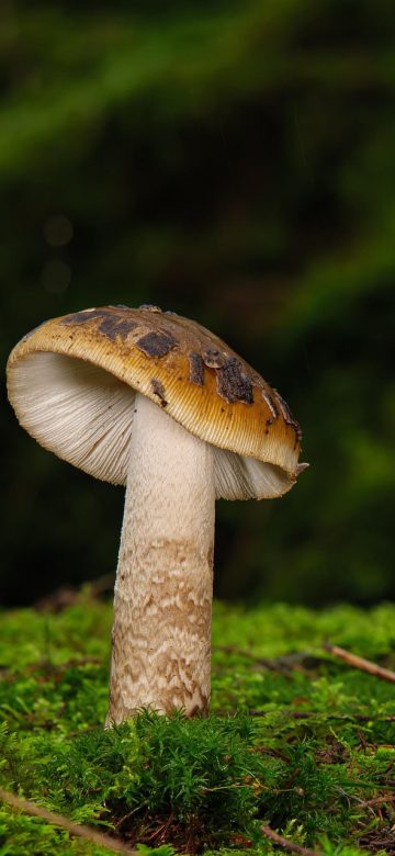 下载记录页面按时间倒序排列已保存的视频，每条附带缩略图和文件大小，右上角有清理按钮，方便管理手机空间